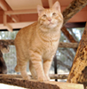 Best Friends Animal Society